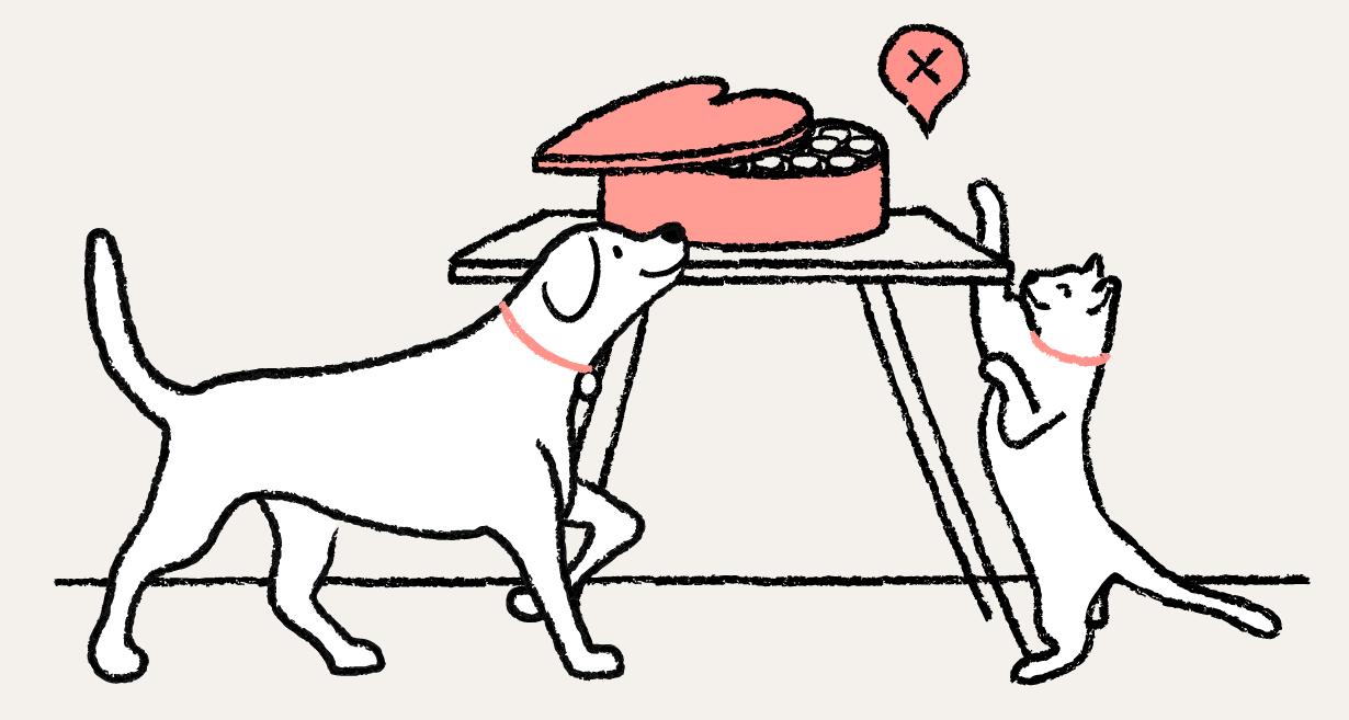 A dog and cat reaching for chocoloate
