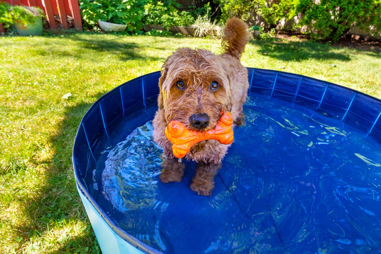 A dog in a paddling pool on a summer's day