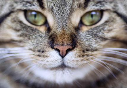 Cat face close up. Portrait of a young tabby cat, macro shot. Selective focus. Close up.