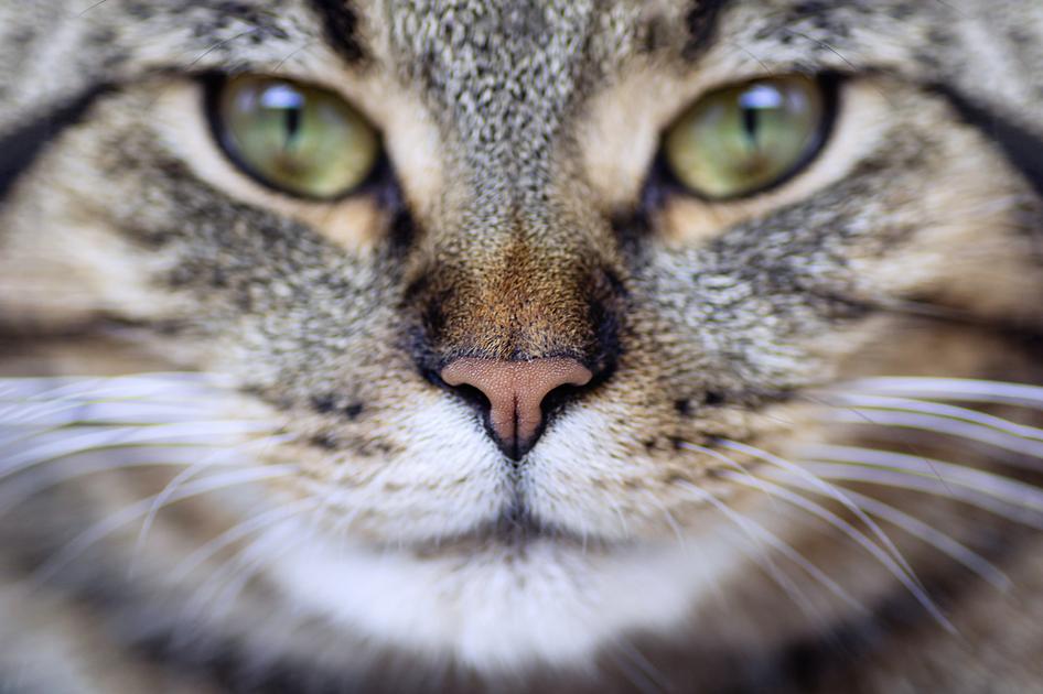 Cat face close up. Portrait of a young tabby cat, macro shot. Selective focus. Close up.