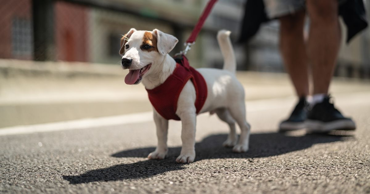How to protect dog paws from hot pavement ManyPets