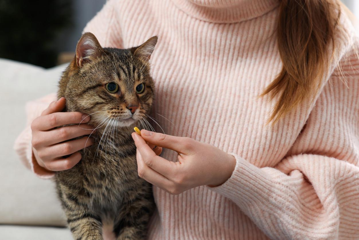 Woman in a pink sweater offering a tablet to a tabby cat, holding it close to the cat's mouth.