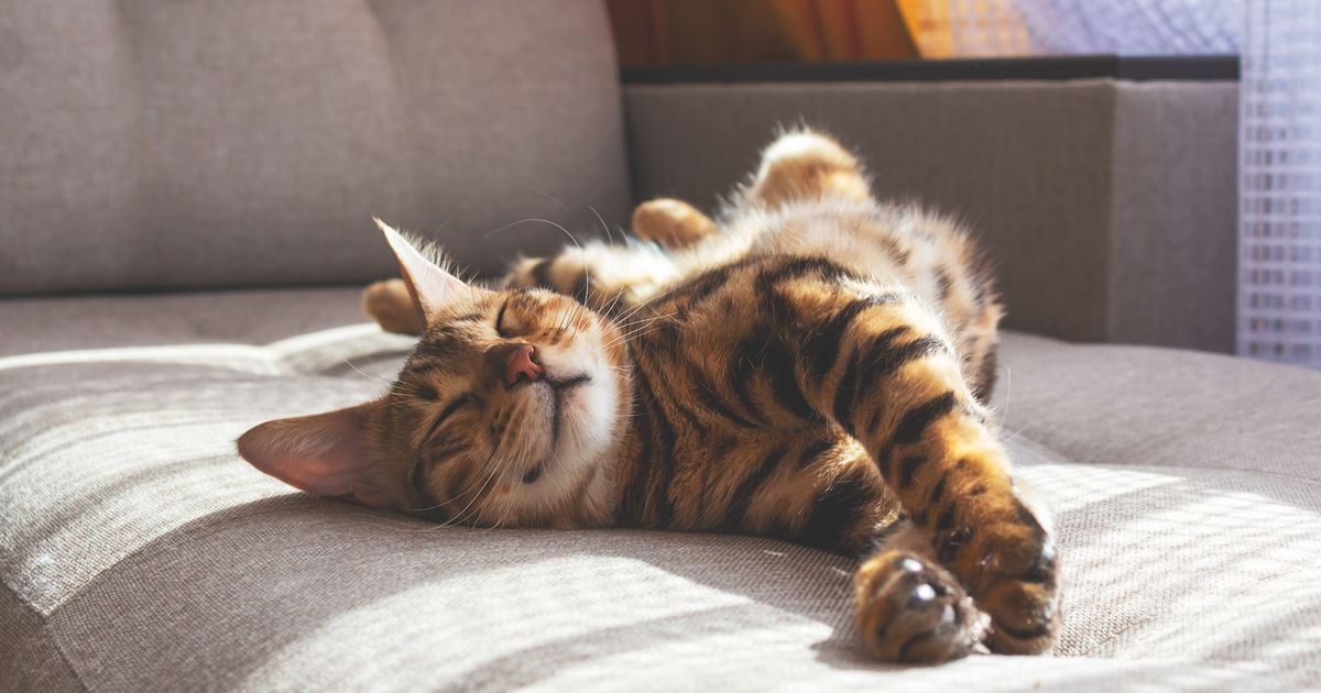 Why Does My Cat Sleep Between My Legs? [2023 Expert Guide]