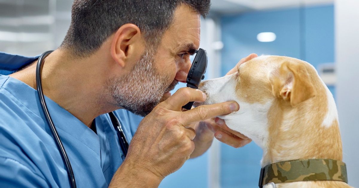 Eye ulcers in dogs What you need to know ManyPets