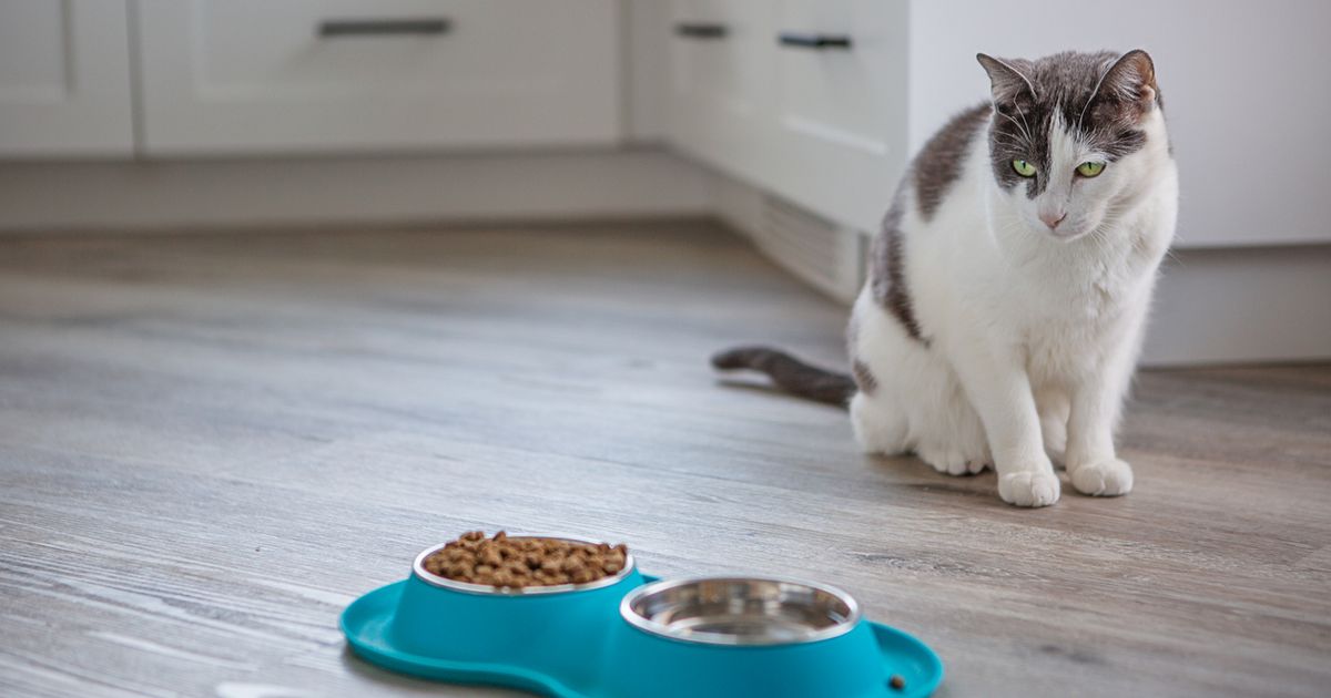 Kitten suddenly not store eating