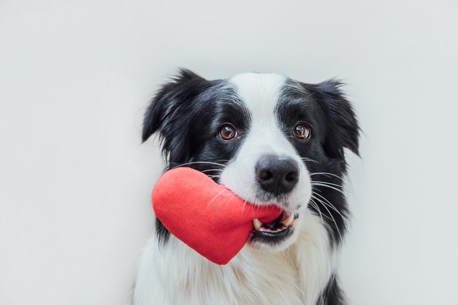 Dog holding love heart plush