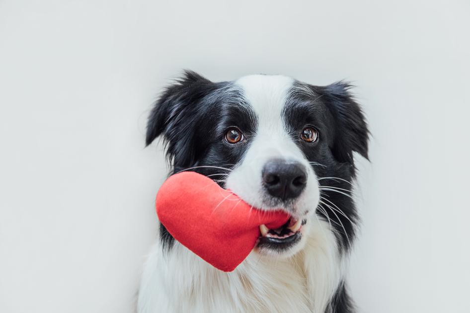 Dog holding love heart plush