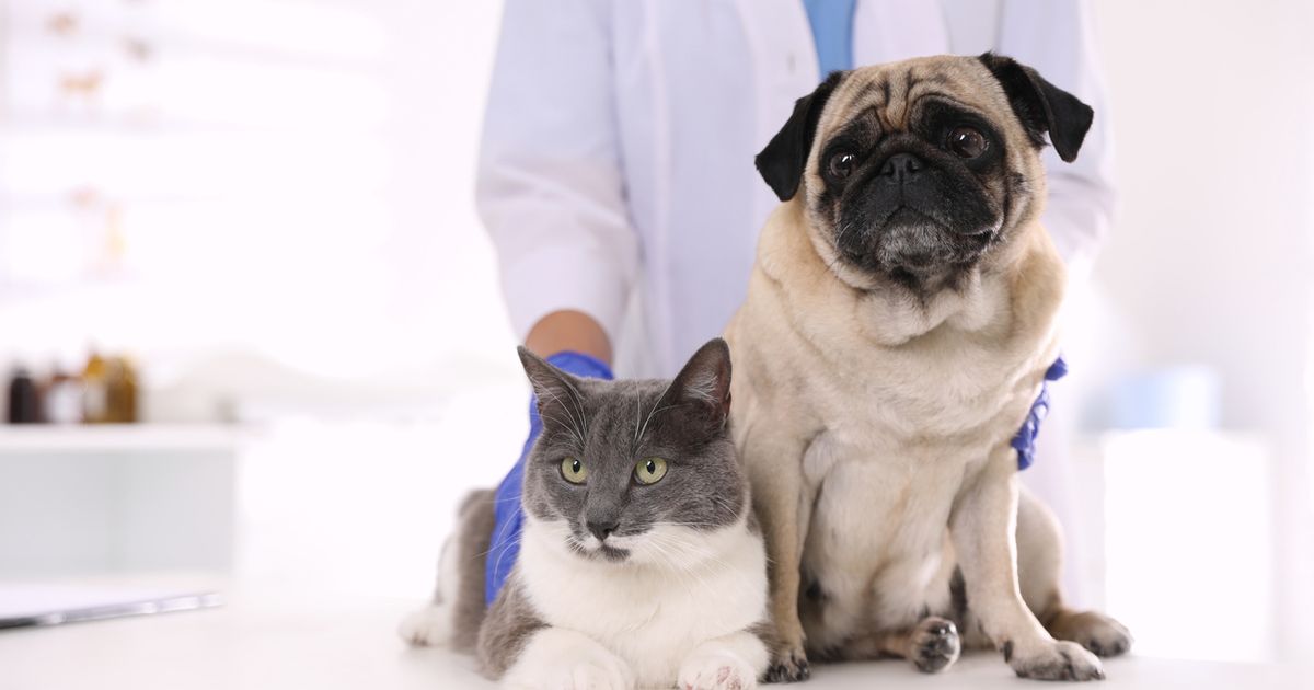 Cat annual vaccinations store cost