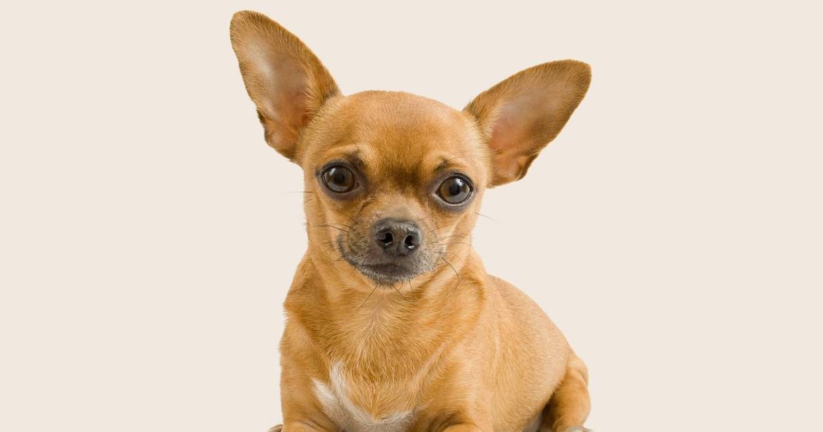 Large breed outlet chihuahua