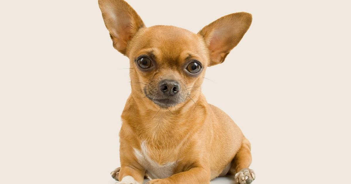 Chihuahua dog breed information & cost ManyPets
