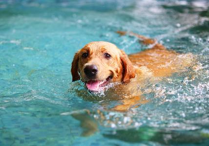 Yellow lab swims in a pool with mouth open