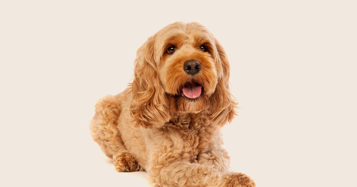 Approved 2024 cockapoo breeders