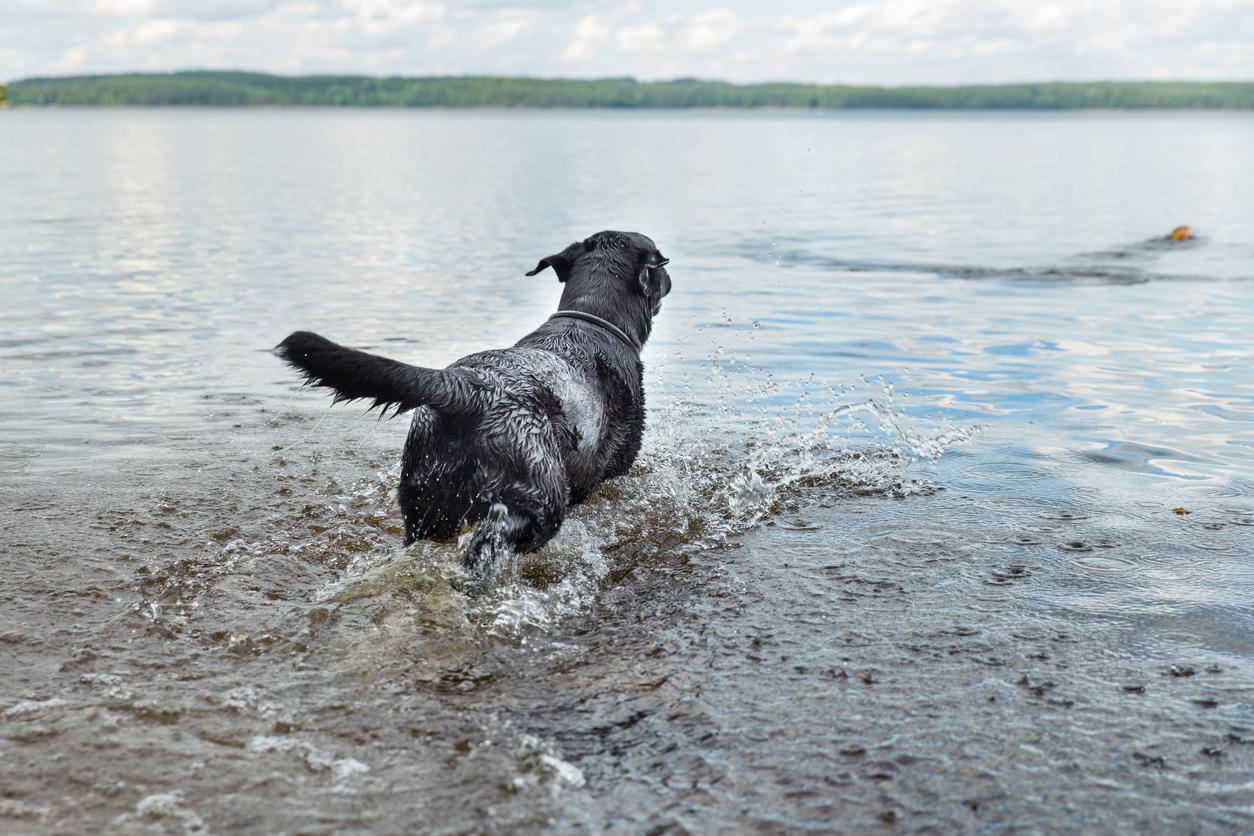 black lab pictured from behind jumping into lake after toy