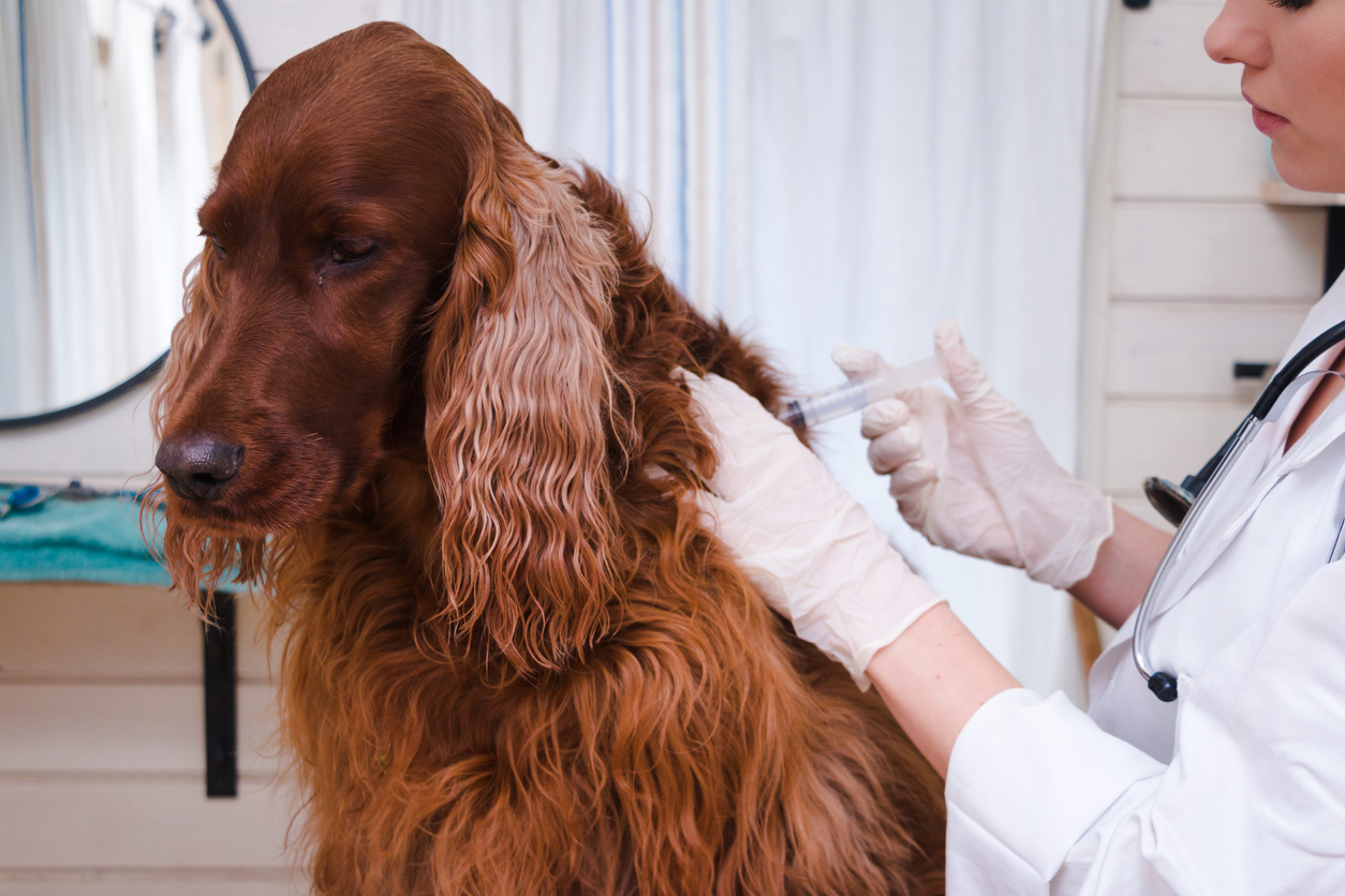 Lepto vaccine for dogs is it dangerous? ManyPets