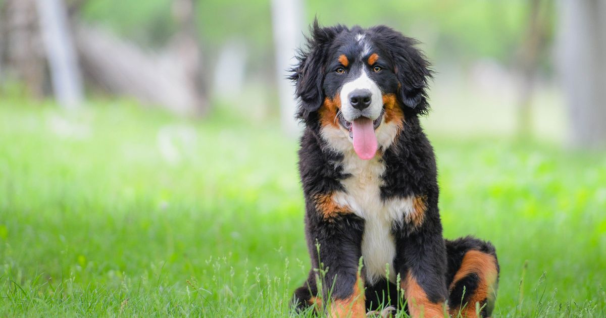 Average size of a bernese 2024 mountain dog