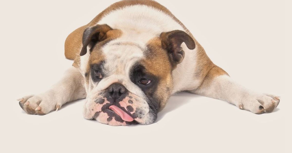 how much do english bulldogs cost in england