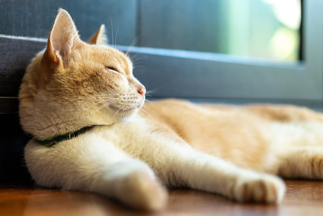 Why is my cat's nose wet? ManyPets