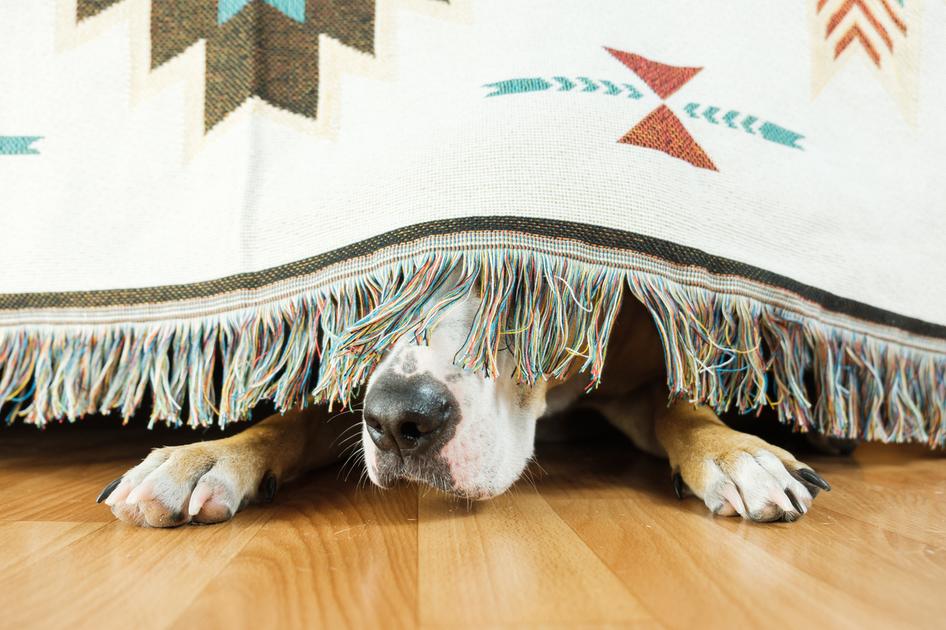 A dog hiding under the bed
