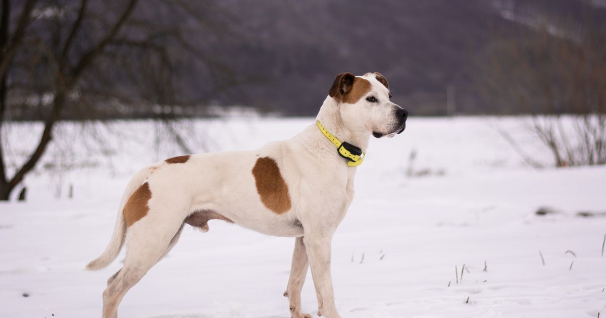 Best bark collar for australian outlet shepherd