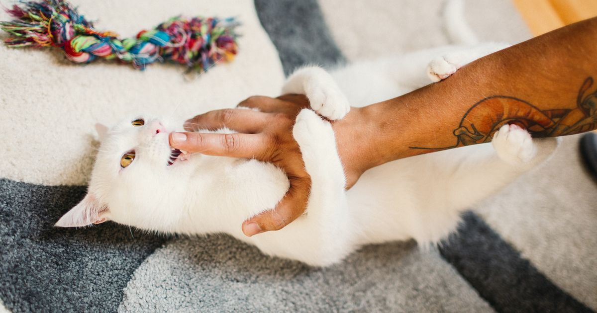 Train Your Cat to Stop Scratching and Biting ManyPets