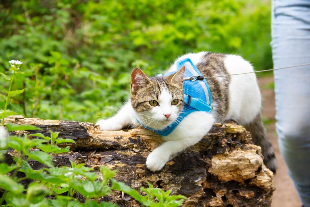 How to train your cat to walk on a leash ManyPets
