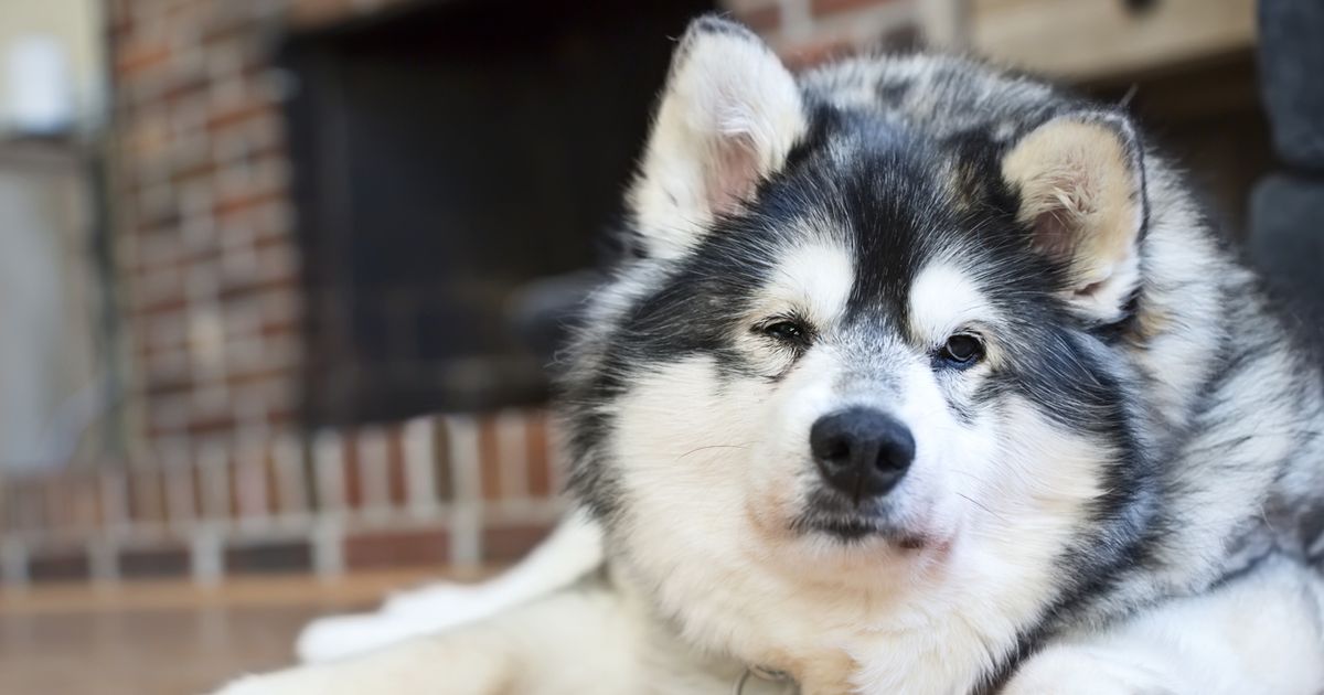 Cushing's Disease in Dogs Causes, Symptoms, and Treatment Options