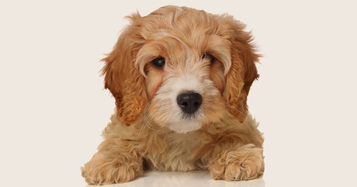 what is the lifespan of a cavapoo