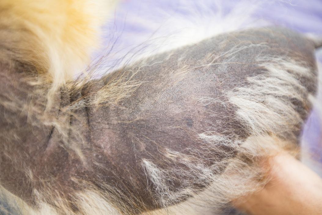 Dog skin conditions 101 ManyPets