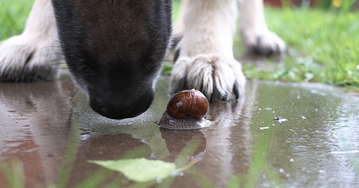 are snails bad for dogs to eat