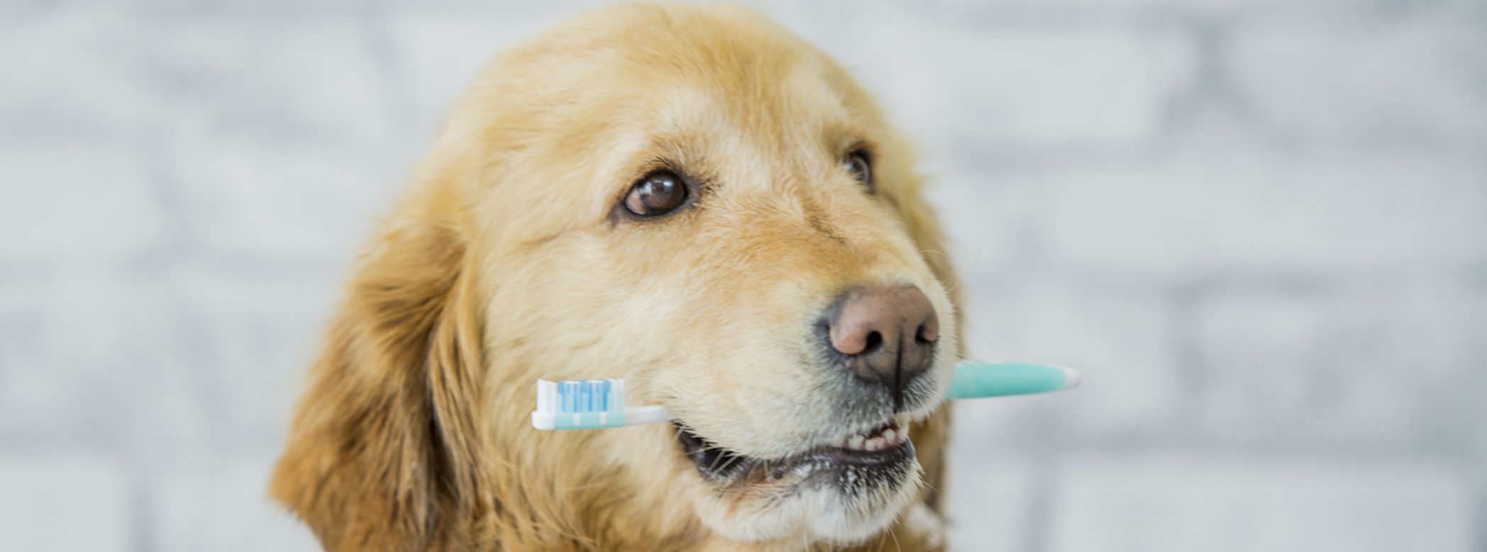 Best pet dental products for cat and dogs ManyPets