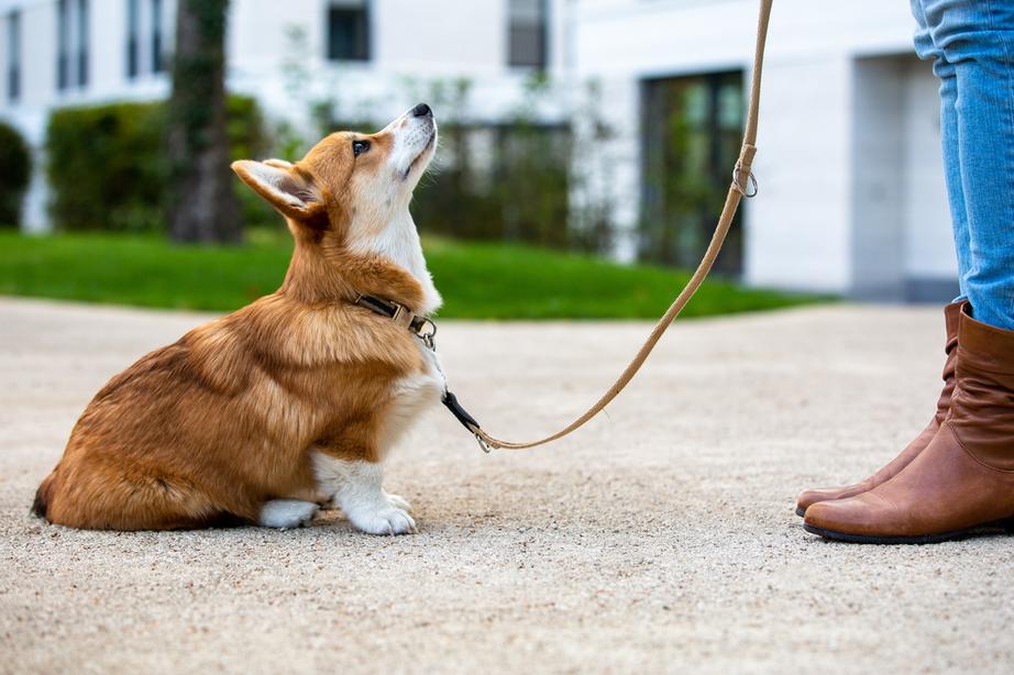 A Welsh Corgi looks up at their pet parent on a lead