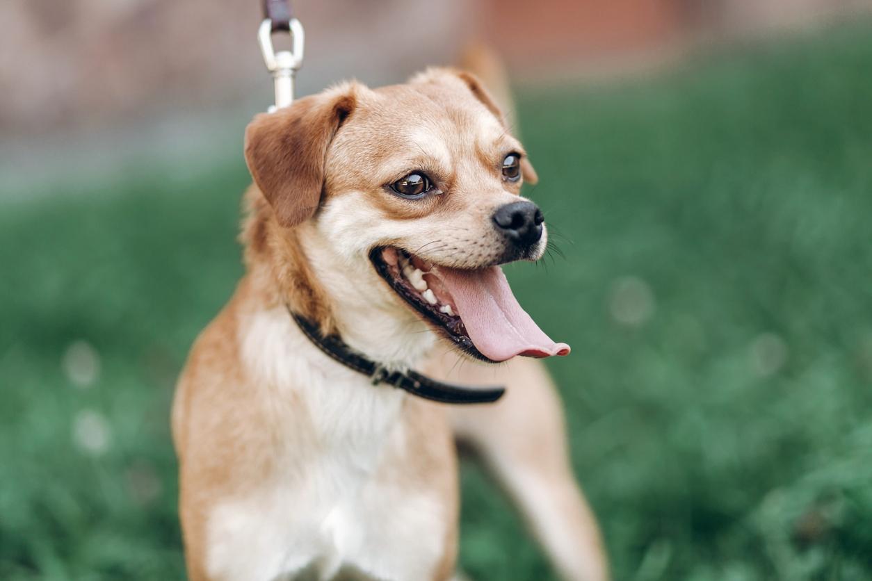 Unbelievable Ringworm Symptoms In Dogs That Left Me Speechless - 3vjlwg1