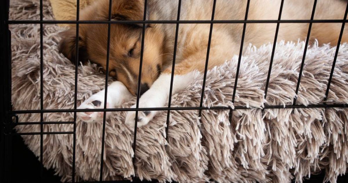 Turning a crate into a cosy den for your dog