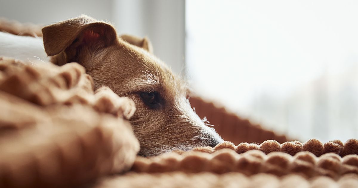 Is your dog lethargic? Here's what it could mean ManyPets