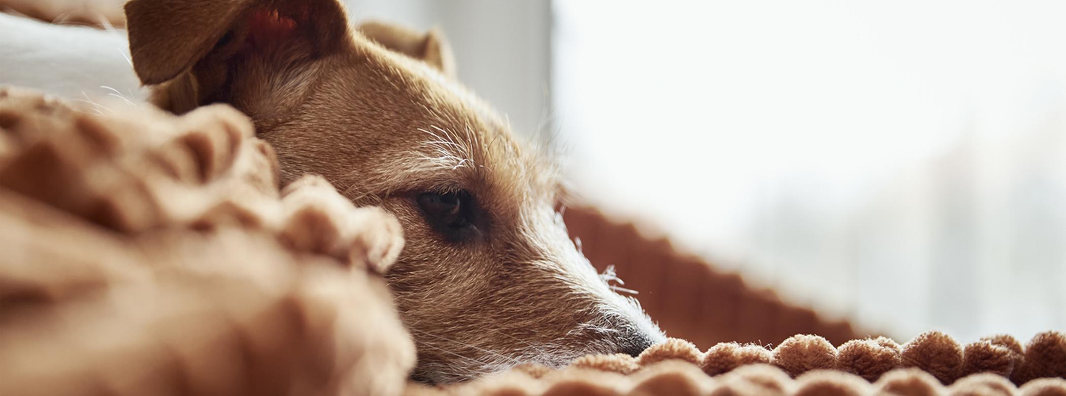 terrier dog laying on orange blanket