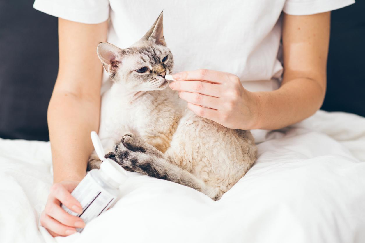 Person in a white outfit giving a treat to a seated Devon Rex cat on a bed, holding a pill bottle.