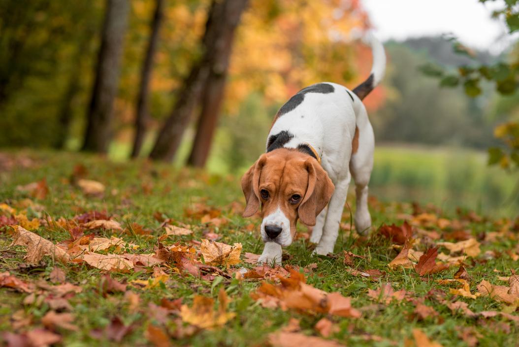 Beagle dog breed information & cost ManyPets