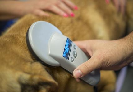 A dog microchip scanner