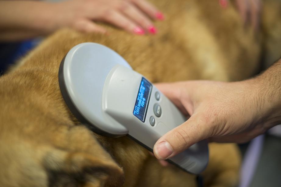A dog microchip scanner