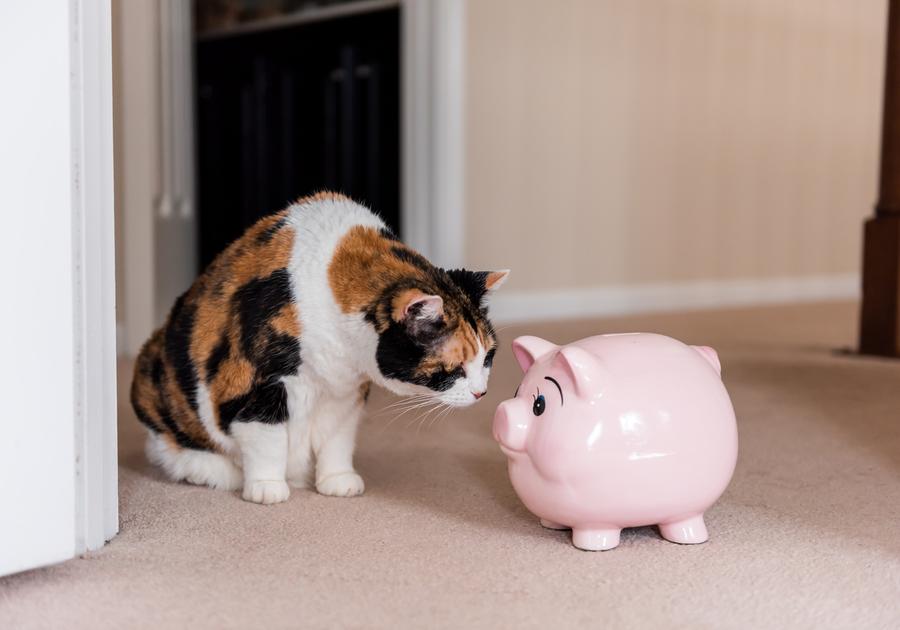 Cat Insurance Cat Health Insurance Quote Online ManyPets