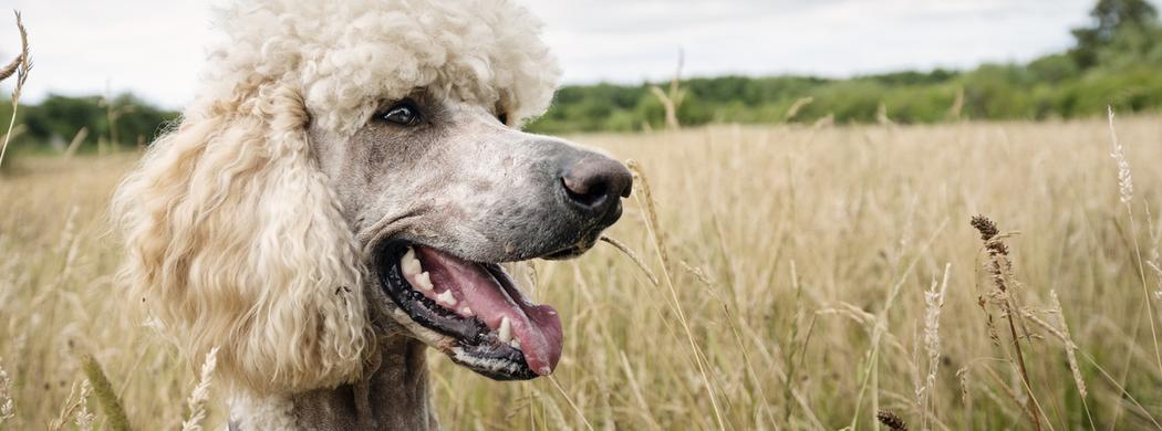 Poodle in a field