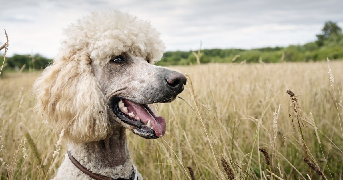 Standard poodle best sale not shaved