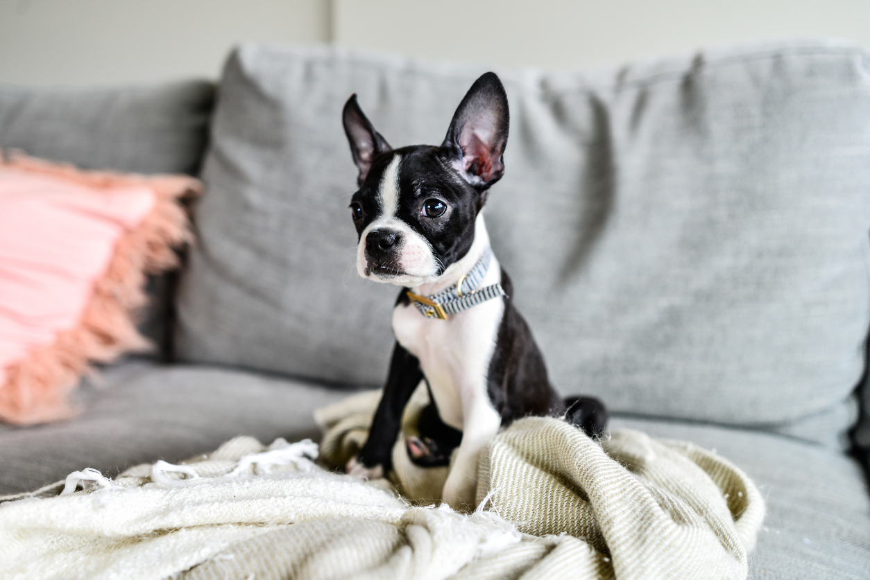 How to prepare for a Boston Terrier puppy | ManyPets, image size:1254x837