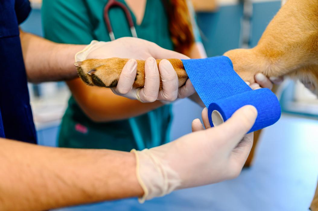 Understanding broken bones in dogs ManyPets