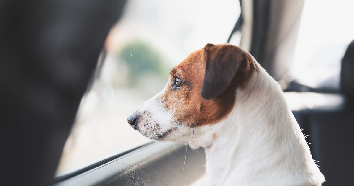 https://a.storyblok.com/f/152976/1255x835/a5653ddb8a/close-up-puppy-dog-looking-out-side-from-car-window.jpg/m/1200x630/filters:focal(594x426:595x427)