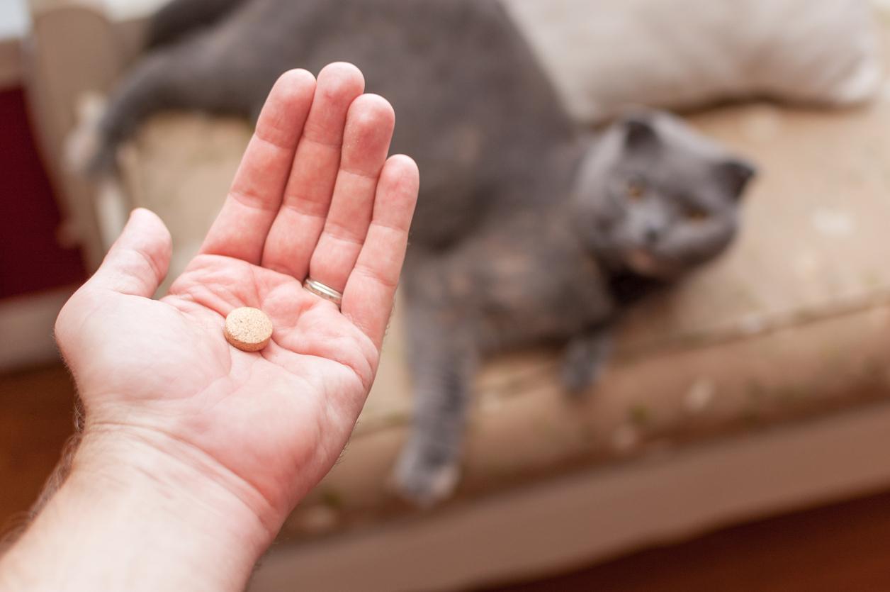 Hand holding a small tablet with a grey cat lying on a couch in the background.