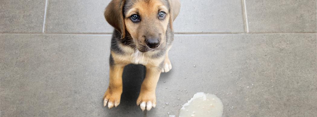 Best dog food for german shepherd with diarrhea discount