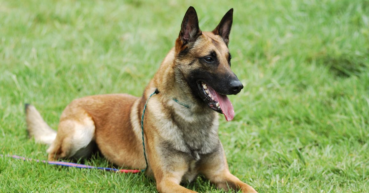 Belgian clearance malinois grooming