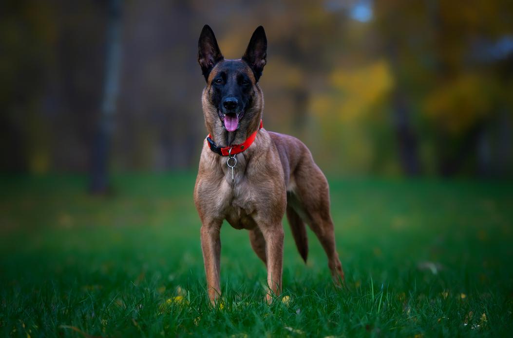 Belgian Malinois Breed Information ManyPets ManyPets