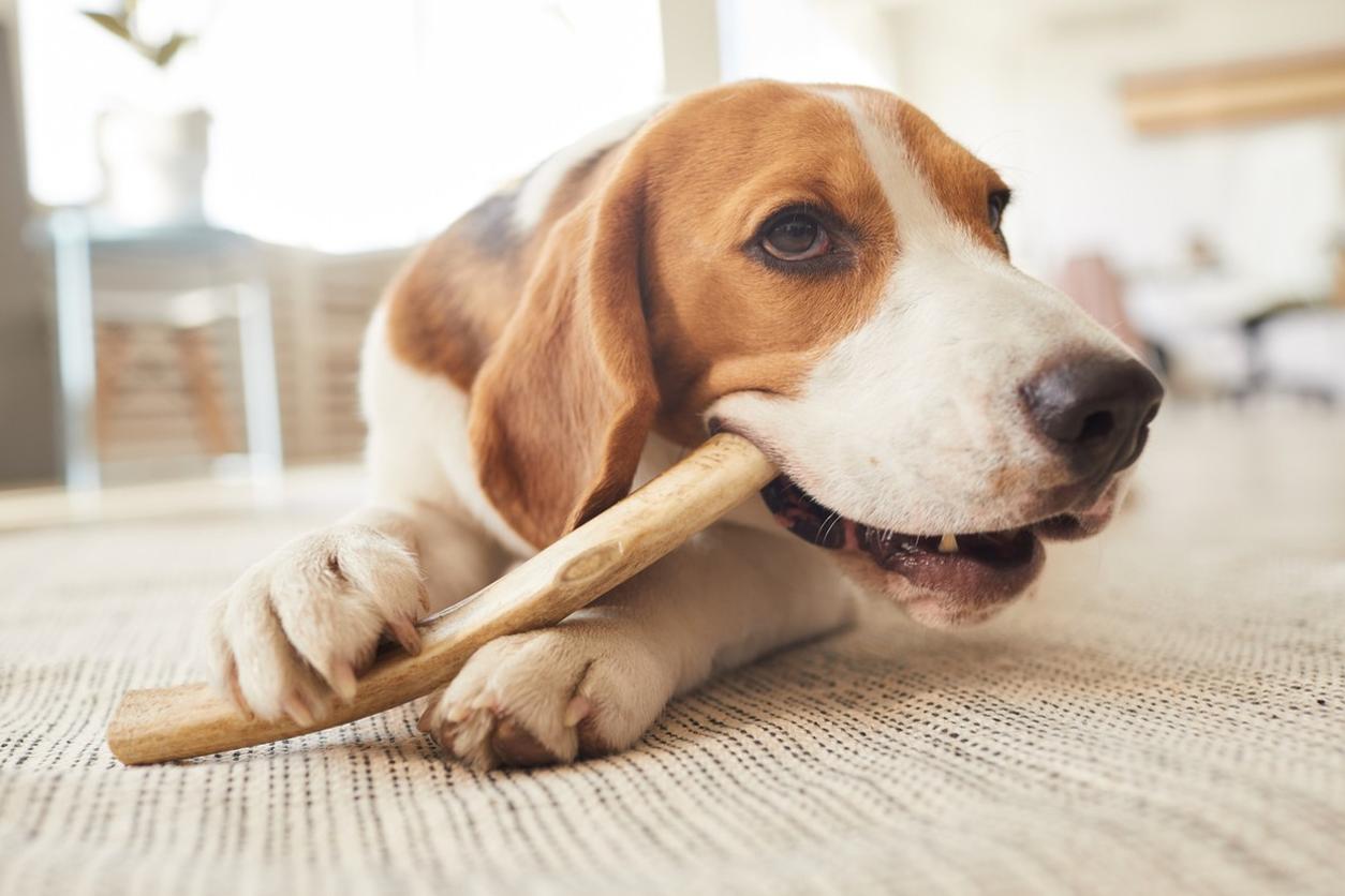 Dog chewing on stick